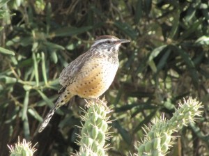 The Cactus Wren's song is more like a cranking engine than an operatic aria (Photo Bob Bowers)