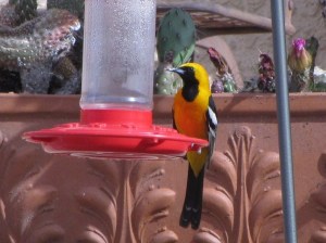 When March arrives, Hooded Orioles begin to show (Photo Bob Bowers)
