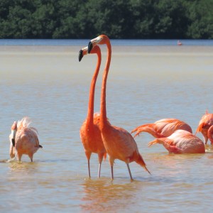 American Flamingos, Celestun, Mexico (photo Bob Bowers)