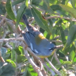 Migratory Northern Parula at O ka'an Resort, Piste, Mexico (photo Bob Bowers)