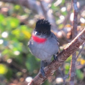 Rose-throated Becard, O ka'an Resort (photo Prudy Bowers)