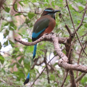 Turquoise-browed Motmot, Valladolid, Mexico (photo Prudy Bowers)