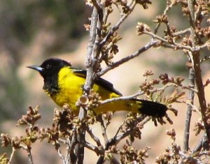 Male Scott's Oriole