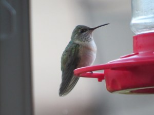 Rare Immature Male Calliope, Pinal County Arizona, November, 2013 (Photo Bob Bowers)