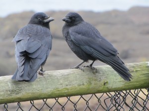 American Crows in Oregon (photo Bob Bowers)