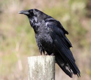 Common Raven (photo copyright David Hofmann)