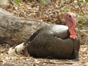 Bearded male Wild Turkey, Madera Canyon (photo Bob Bowers)