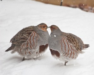 Gray Partridges (Photo David Mitchell, Creative Commons)