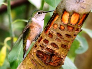 Broad-tailed Hummingbird at sapsucker wells (photo Bob Bowers)