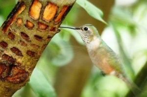 Broad-tailed Hummingbird at sap wells in Colorado high country (photo Bob Bowers)