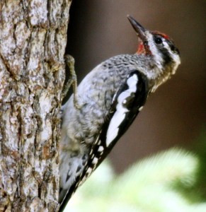 Red-naped Sapsucker (photo Bob Bowers)