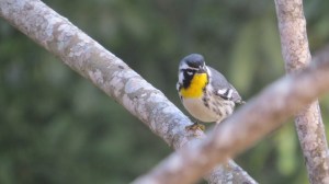 Yellow-throated Warbler, Uxmal, Mexico (photo Bob Bowers)