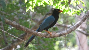 Yucatan Jay (photo Prudy Bowers)