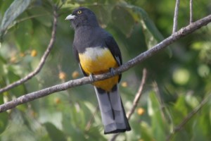 Citreoline Trogon, La Bajada, Mexico (photo Bob Bowers)