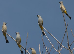Gray Silkies, Copala, Mexico (photo Bob Bowers)