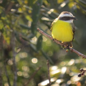 Social Flycatcher, Piste, Mexico (photo Prudy Bowers)