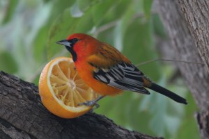 Streak-backed Oriole, Alamos, Mexico (photo Bob Bowers)