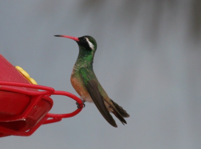 Xantus's Hummingbird, Baja California (photo Bob Bowers)