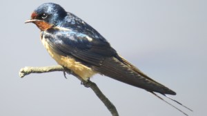 Elegant Barn Swallow
