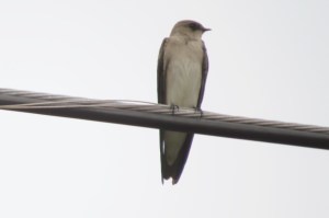 Drab Northern Rough-winged Swallow (photo Bob and Prudy Bowers)