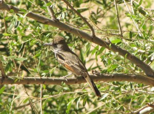 Brown-crested Flycatcher, CDO Wash adjacent to SaddleBrooke (photo Bob and Prudy Bowers)