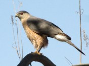 Cooper's Hawk at Catalina Regional Park (photo Bob and Prudy Bowers)