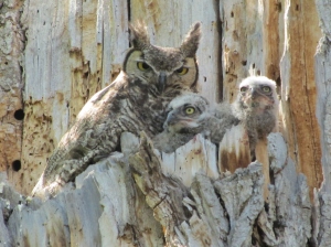 Great Horned Owl family on the Canada del Oro Wash (photo by Bob and Prudy Bowers)