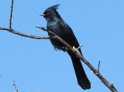 Mistletoe addict, the Phainopepla (photo Bob and Prudy Bowers)