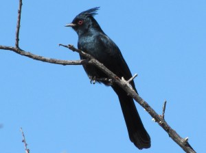 Mistletoe addict, the Phainopepla (photo Bob and Prudy Bowers)