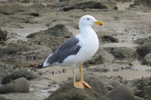 Yellow-footed Gulls are endemic to the Sea of Cortez