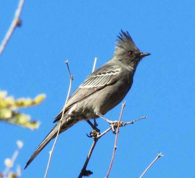 Female Phainopepla