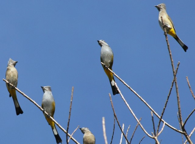 Gray Silkies, Copala, Mexico (photo Bob Bowers)