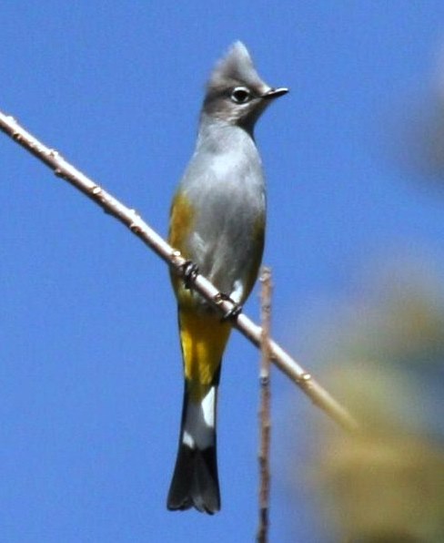 The Gray Silky