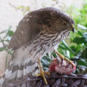 Even dining, a Cooper's looks mean