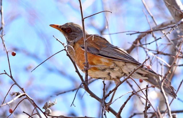 Rufous-backed Robin, Catalina State Park (photo Jerry Schudda)
