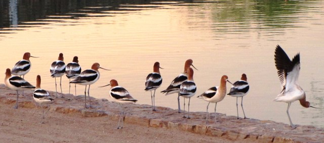 A rare sight in SaddleBrooke, American Avocets  (photo Bob and Prudy Bowers)