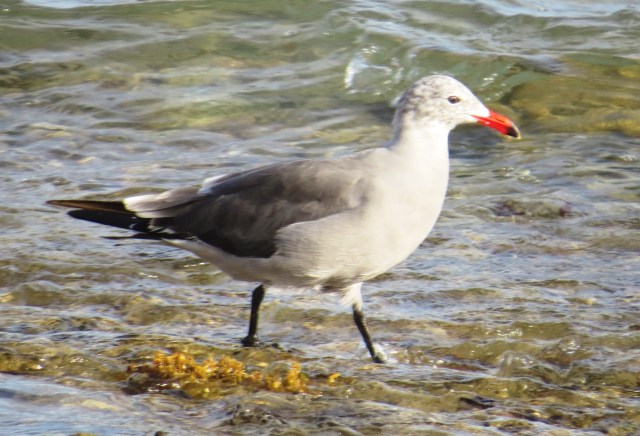 Heermann's Gull in homeland Mexico (photo Bob and Prudy Bowers)
