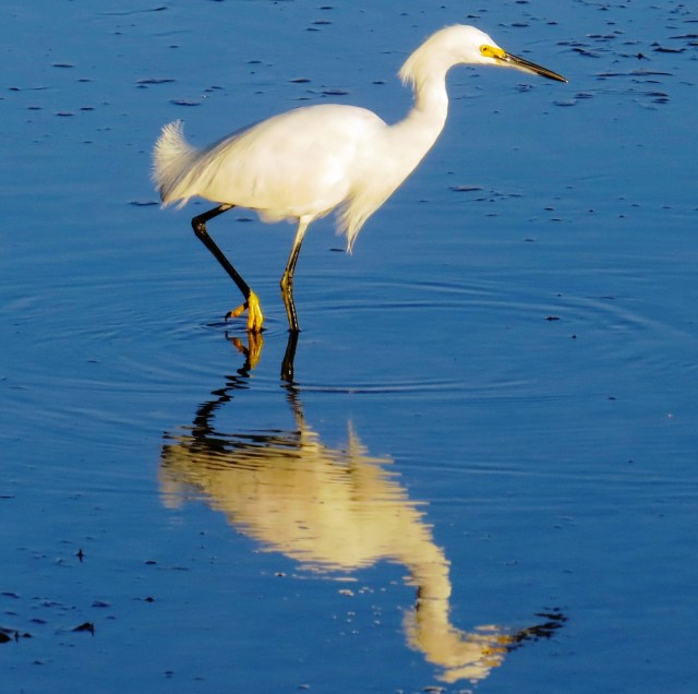 Snowy Egret, SB Ranch visitor (photo Bob and Prudy Bowers)
