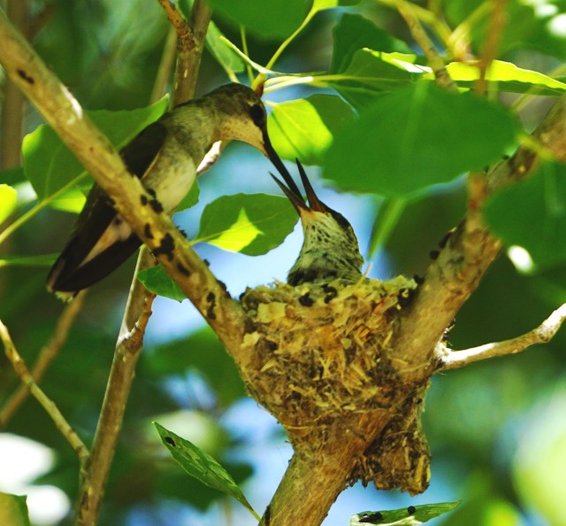 Black-chinned Hummingbirds, Catalina Regional Park