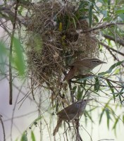 Gordon Karre-SIWRMay142016_5225 (2)