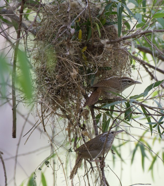 Gordon Karre-SIWRMay142016_5225 (2)