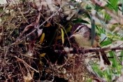 SinaloaWrenatNest597A6953