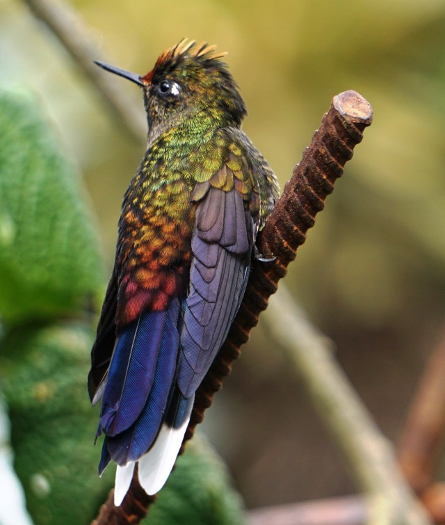 rainbow-bearded-thornbill