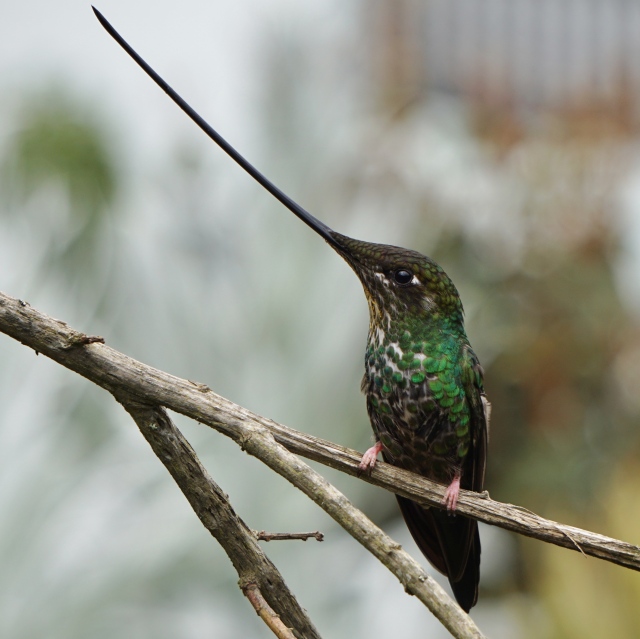 sword-billed-hummingbird