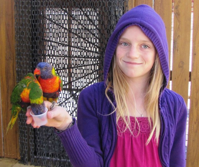 a-lorikeet-treat-for-grand-kids