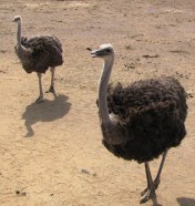 strong-legs-for-lion-country