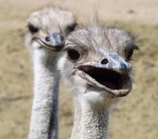 up-close-and-personal-with-ostriches