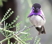 this-male-costas-is-guarding-his-feeder