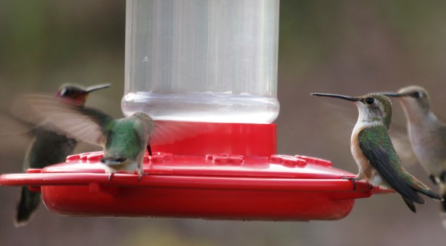 you-need-multiple-feeder-holes