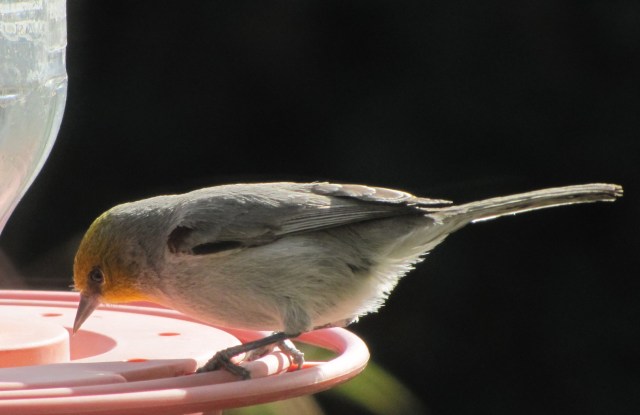 verdin-eating-dried-sugar